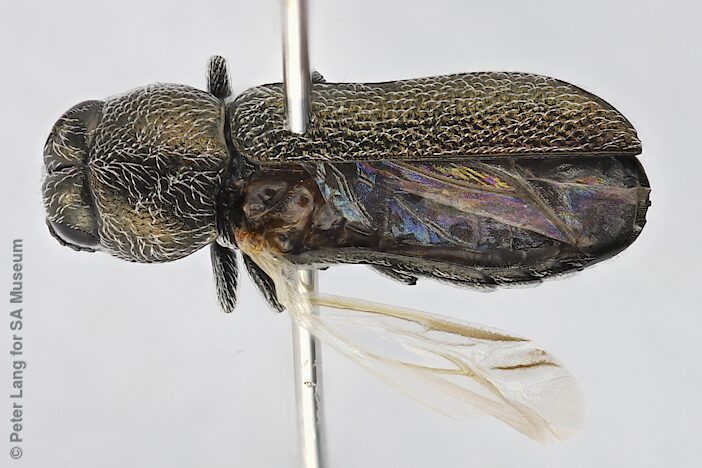 Synechocera albohirta, PL3991, pitfall specimen leg. R. Leijs, NW, photo by Peter Lang for SA Museum, 3.1 × 1.0 mm